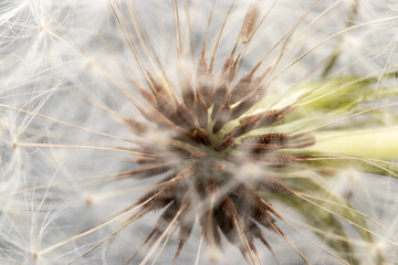 Fototapeta premium Dandelion Pappus Dandelion Seeds