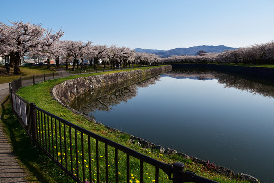 桜の頃の朝の五稜郭公園