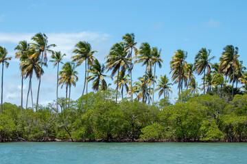 Obraz premium Tropical Shoreline with Mangroves and Coconut Palms from Water