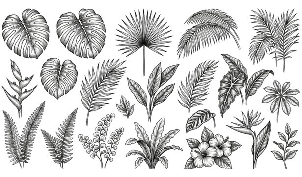 Vintage engraved tropical botanical leaves vector set with Hawaiian jungle foliage and palm illustrations
