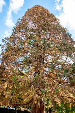 Dying Giant Sequoia in Hobart - Tasmania