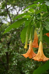 Fototapeta premium Brugmansia versicolor hanging trumpet flowers blooming in warm orange tones with blurred forest background, low resolution noise and pixelation edges, Yilan Taiwan garden.
