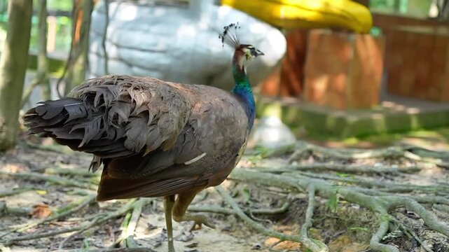 close up of peahen walking in the park from the back, female peafowl with tail feathers a bit up, the portrait of indian peafowl from the back in open nature, warding birds routine in the afternoon