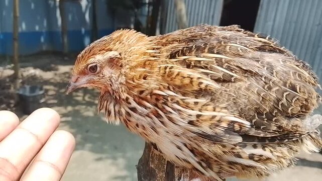 Care of a sick Coturnix quail being held in hand for recovery