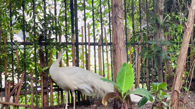 white peacock standing near the bamboo fence and looking fierce in the afternoon, albino peacock natural habitat