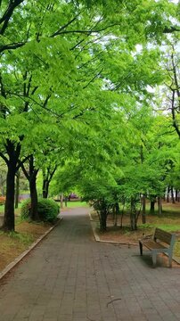 4K vertical stock footage of green park walking path with a bench in May