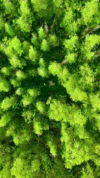 Eucalyptus Forest At Ouro Preto Minas Gerais Brazil. Birds Eye View Of Peaceful Mountains Valley And Forest Trees. Nature Clouds Sky Sky Forest. Landscaping Sky Panning Wide. Ouro Preto Minas Gerais.
