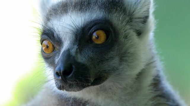 Close Up Portrait of a Ring Tailed Lemur with Bright Orange Eyes