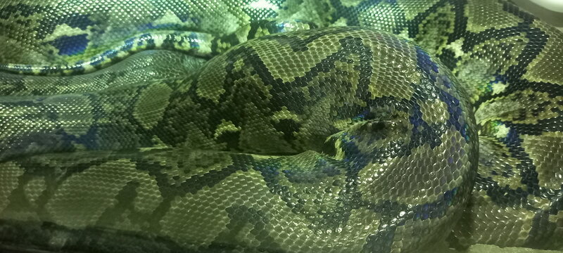 A coiled ball python with dark brown, black, and tan blotched scales rests 