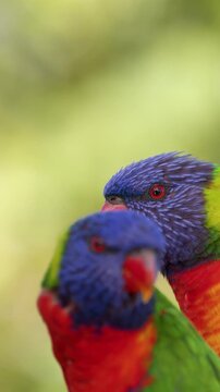 Two Rainbow Lorikeets Perched Together in Gold Coast Australia