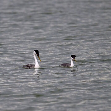 Two western grebe (Aechmophorus occidentalis)  in the middle of the lake, one with a fish in the bill while the other one just looks on.