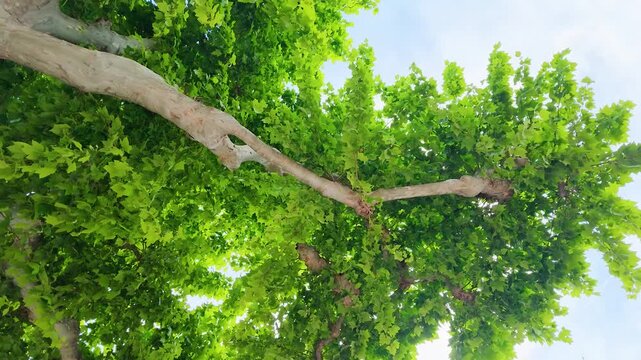 Low Angle View of Green Plane Tree Canopy Against Blue Sky