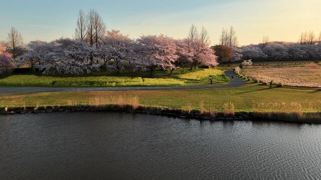 水辺と菜の花と桜が美しい新潟市の上堰潟