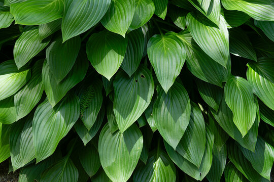 Overhead view of layered hosta leaves background