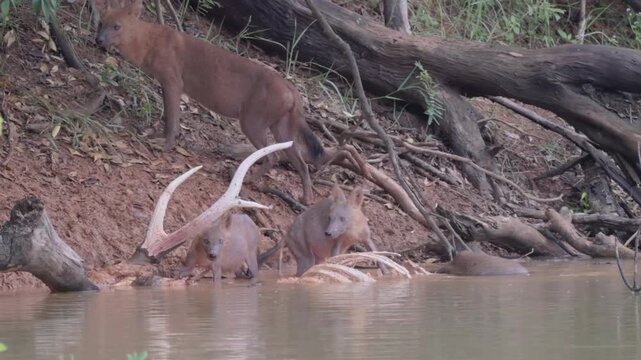 Rare Encounter with a Pack of Dholes (Asiatic Wild Dogs)
