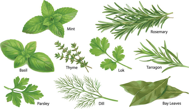 Fresh Culinary Herbs Illustration Set with Mint, Basil, Rosemary, Thyme, Parsley, Dill, Tarragon, and Bay Leaves for Cooking and Organic Food Designs