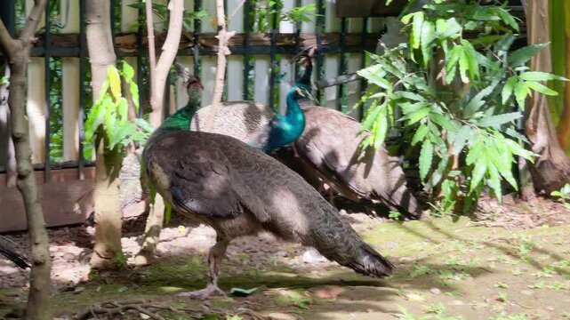 group of young peacock and peahen playing together in the afternoon, indian peafowl in urban city, wildlife bird footage
