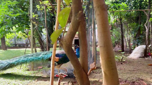 indian peafowl walking in the garden to the hiding places, adult blue peacock with broken wings living together with white peacock in aviary, wildlife bird habitat footage