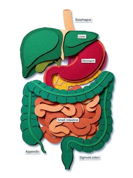 Digestive system organs illustration featuring esophagus, liver, stomach, small intestine, appendix, and sigmoid colon, showcasing intricate structure and function of human digestive system