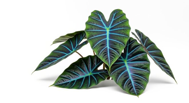 Large Glossy Alocasia Leaves with Prominent Blue Veins