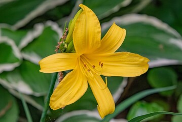 Obraz premium Lily on a Spring Day
