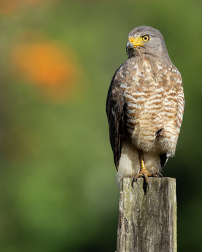 Roadside Hawk Costa Rica
