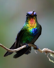 Colored Fire Hummingbird Costa Rica Colibrí de colores Costa Rica © Michael