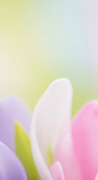 Soft focus abstract background featuring glowing light and delicate pastel colors, evoking springtime flora and natural growth, plant, floral, pink