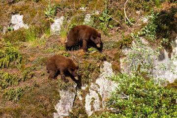 Two cinnamon phase black bear cubs foraging on a mossy rock face in Minnekhada Regional Park Coquitlam Canada © Joao Vieira