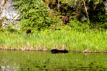 Two cinnamon bear cubs on a grassy bank watching a black bear swim in a marsh at Minnekhada Regional Park Coquitlam Canada © Joao Vieira