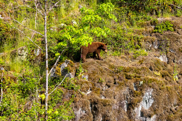 Cinnamon phase black bear cub standing on a rocky outcrop at Minnekhada Regional Park Coquitlam Canada © Joao Vieira