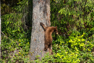 Cinnamon phase black bear cub climbing a large tree trunk in Minnekhada Regional Park Coquitlam Canada © Joao Vieira