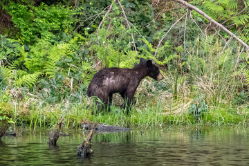 Cinnamon phase black bear cub jumping up a lush green bank at Minnekhada Regional Park in Coquitlam British Columbia Canada © Joao Vieira