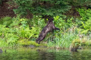Cinnamon phase black bear cub climbing on a mossy bank by the water in Minnekhada Regional Park Coquitlam British Columbia Canada © Joao Vieira
