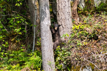 Small black bear cub clinging to a tree trunk in the woods at Minnekhada Regional Park British Columbia Canada © Joao Vieira