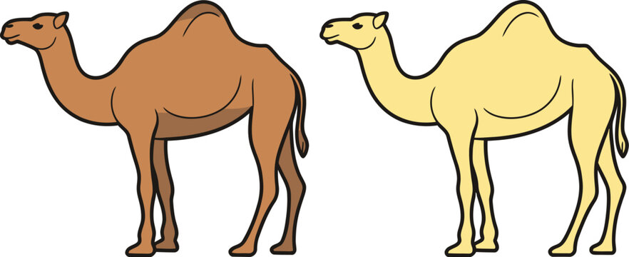 Camel illustration set, brown realistic camel and black white line art desert animal vector design collection