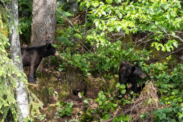 Two American black bear cubs exploring a lush green slope in Minnekhada Regional Park British Columbia Canada © Joao Vieira