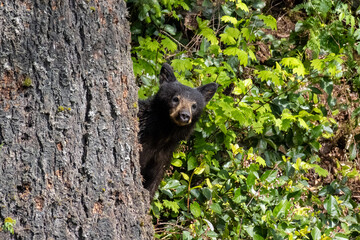 American black bear cub peeking from behind a large tree trunk in Minnekhada Regional Park British Columbia Canada © Joao Vieira