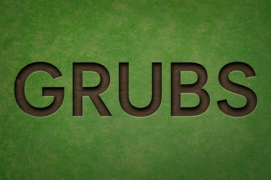 Grubs concept word carved into a lush green lawn