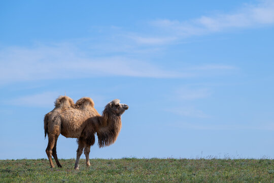 An adult camel in the steppe against the sky