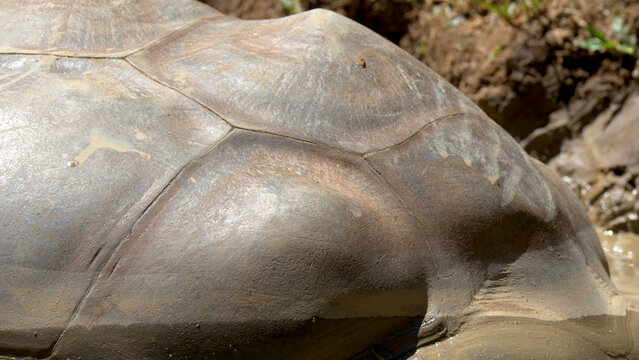 Close-up of an Aldabra Giant Tortoise Carapace Covered in Mud