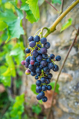 Obraz premium A close-up photograph shows a cluster of ripe grapes hanging from a vine in Tuscany, Italy, ready to be harvested for winemaking and reflecting the regions agricultural craft.