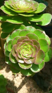 4K vertical stock footage of close-up of green aeonium arboreum succulent leave