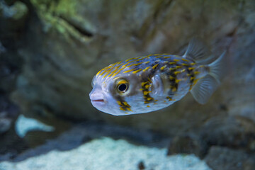 A close-up shot captures the pufferfishs unique appearance, highlighting its distinctive yellow spots and textured skin as it swims gracefully in an aquarium tank, showcasing. © Ilja