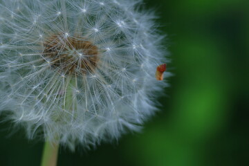 道端に黄色い花を咲かせる © 久雄 中川