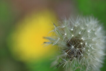 道端に黄色い花を咲かせる © 久雄 中川