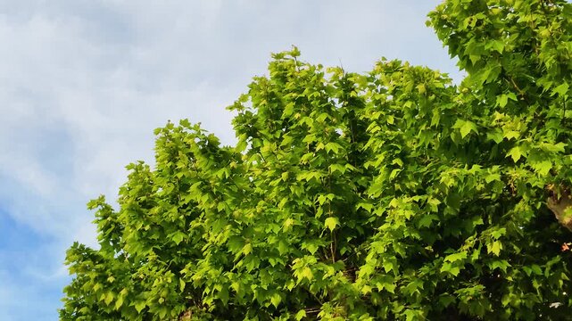 Green Sycamore Plane Tree Leaves Swaying Against a Blue Sky