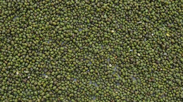 Macro shot of dried green mung beans with insect damage and small holes