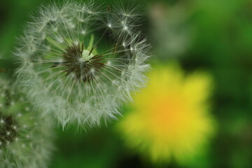 道端に黄色い花を咲かせる © 久雄 中川