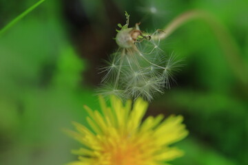 道端に黄色い花を咲かせる © 久雄 中川